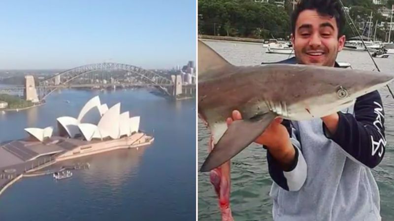 悉尼港鲨鱼大量涌入 每天都能见到！