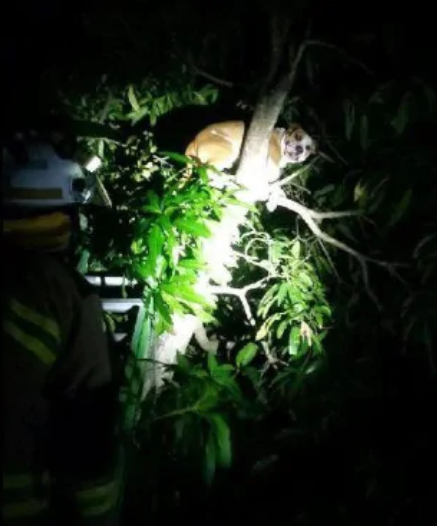 宠物狗追负鼠爬上树被困 消防员出动救援