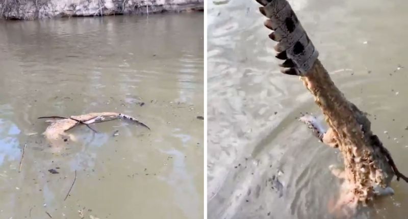 澳洲渔民清理河道垃圾 发现被剥皮的鳄鱼