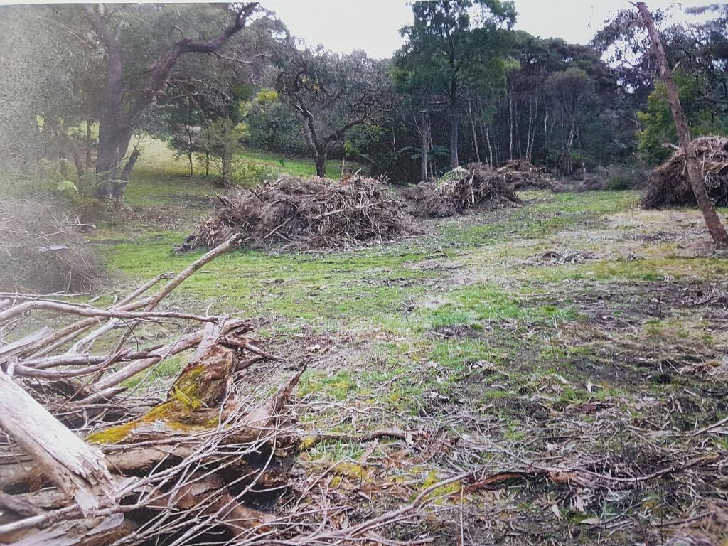 澳洲名流怕蛇非法清理林地 被罚巨款